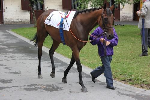 GOLDIKOVA 2751