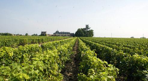 Avec Château l'Arnaque, Peter Mayle prend comme prétexte une savoureuse enquête sur un vol de grands crus pour transporter le lecteur dans une aventure où la gastronomie est la véritable ­héroïne. (crédits photo : Alain Aubert/Le Figaro)