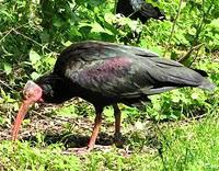 Parc national de Souss Massa : ibis, aigrettes, flamands roses