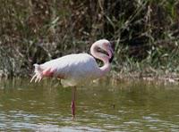 Parc national de Souss Massa : ibis, aigrettes, flamands roses