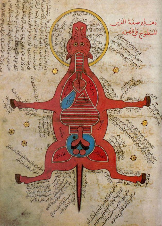 L'IMAGE DU JOUR: Anatomie d'un cheval