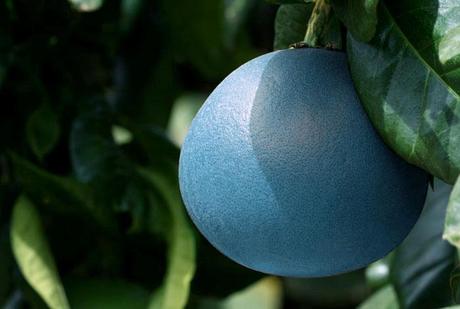 Blue grapefruit  pamplemousse bleue