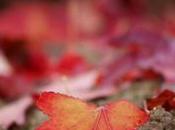 Nous marchons pelage monde (Katell Antoine)