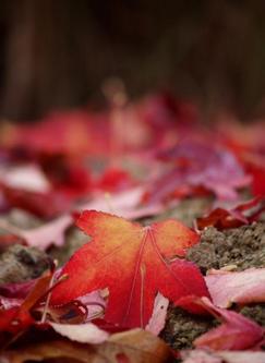 Nous marchons sur le pelage du monde (Katell Antoine)