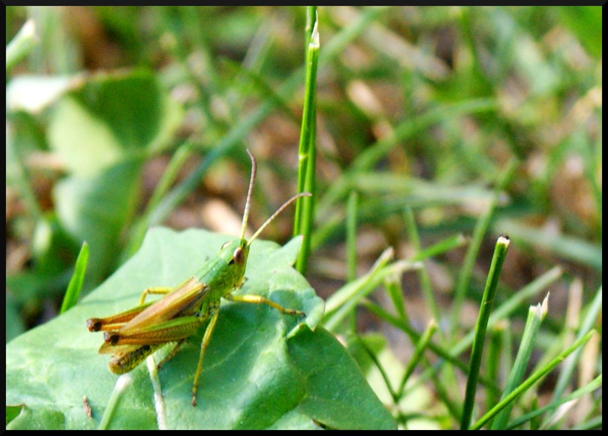 bestioles