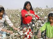 coton pousse hausse prix textile