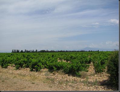 7.Vignes de Châteauneuf avec le mont Ventoux en background