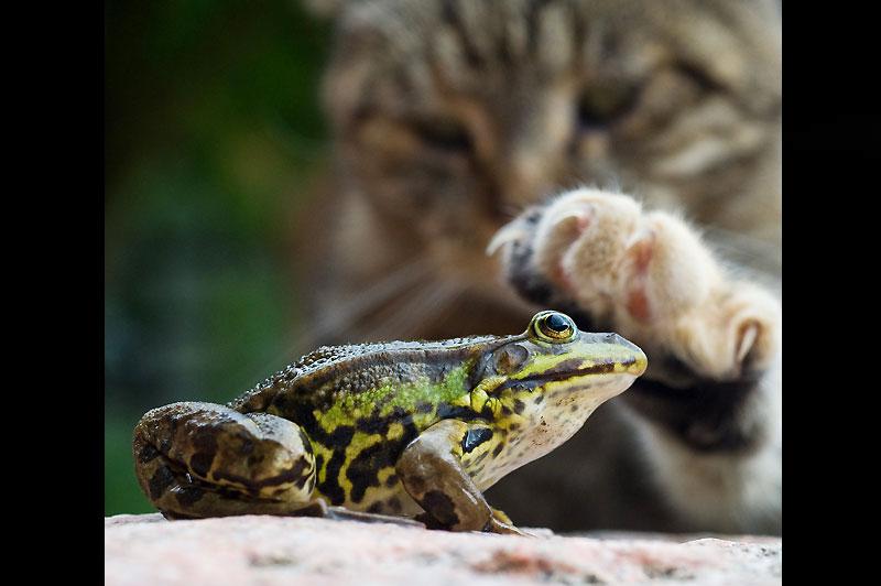 Rencontre. Mardi 27 juillet, à Sieversdorf, en Allemagne, ce chat s’est pris d’une particulière affection pour cette grenouille et caresse la tête du batracien avec sa patte. 