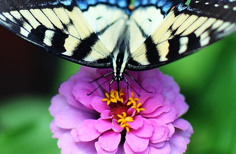 Lundi 26 juillet, après une chaude journée d’été, ce papillon se repose sur une fleur plantée à Silver Spring, dans l’État du Maryland, aux États-Unis.