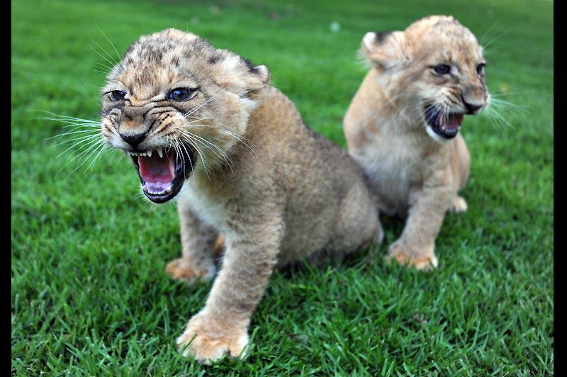 Attention ! Dimanche 25 juillet, petite balade estivale dans le centre zoologique de Tel-Aviv pour ces deux lionceaux, nés deux mois auparavant. 