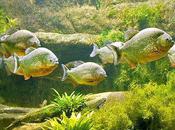 L'IMAGE JOUR: Piranhas