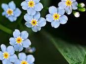 Myosotis encadré...