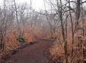 exemple suivre pour andernos reconquete foret laisser vivre