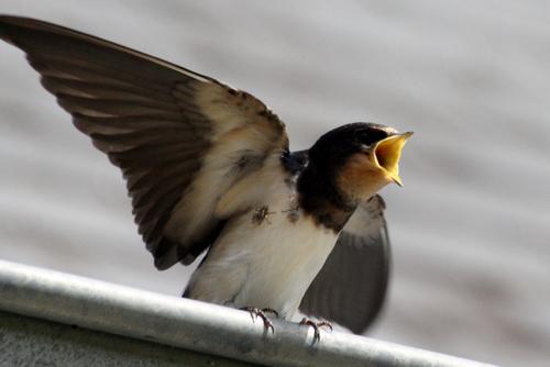 becquée des hirondelles