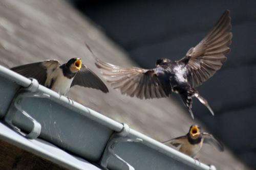 becquée des hirondelles