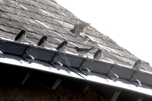 becquée des hirondelles