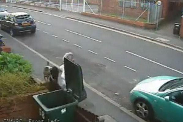 Photo : Elle jette un chat en Angleterre