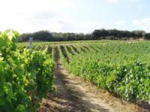Découverte du vignoble Ajaccien-Clos Ornasca ce matin à 10h30 à Eccica Suarella