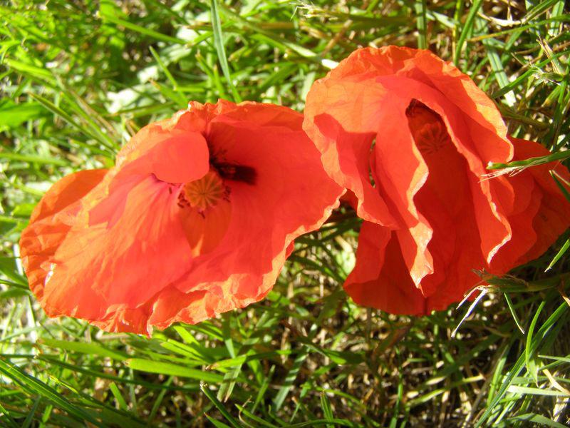 Éphémère comme un coquelicot  (Pär Lagerkvist)