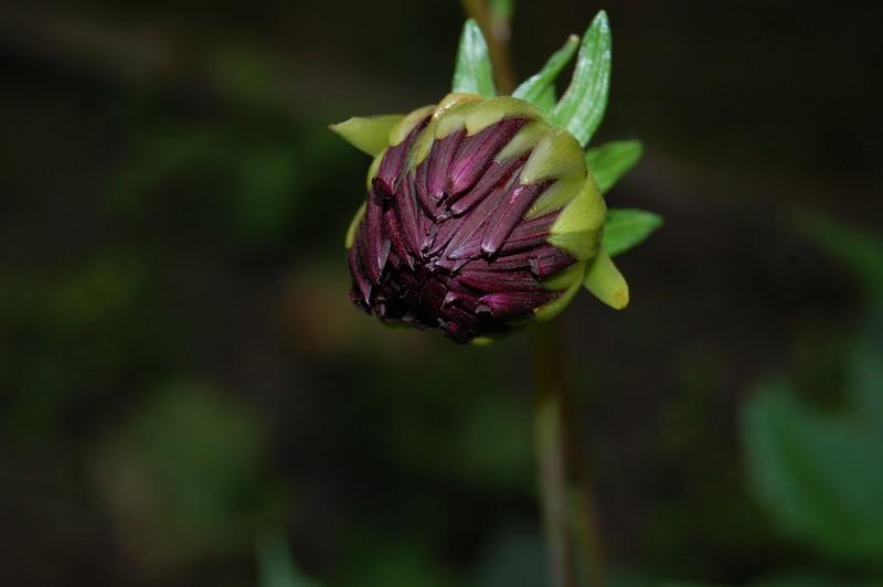 Patience (Claire Malroux)