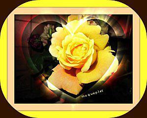 rose-jaune-copie-1.jpg