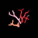 Visite guidée de la ville Ajaccio et l'or rouge ce matin à partir de 10h