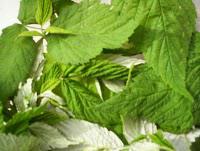 Dernière Cueillette avant le départ