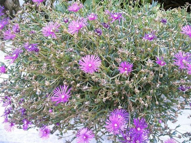 à fleur de peau