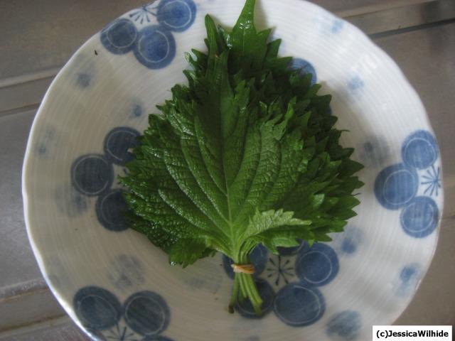 Le légume du jour: la feuille de shiso