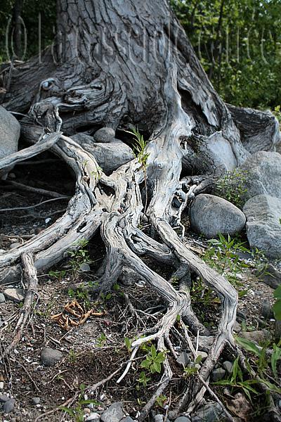 Vingt-troisième participation aux Daring Bakers (II) - Petits fours glacés, pâte de spéculoos et chocolat