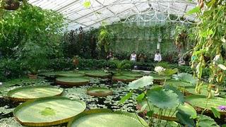 The WaterLily house at the Kew Garden