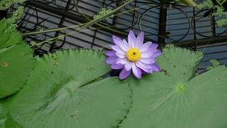 The WaterLily house at the Kew Garden