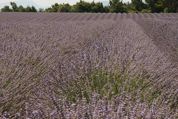 lavandes.jpg