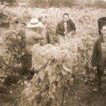 Vin et vendanges à Pulligny