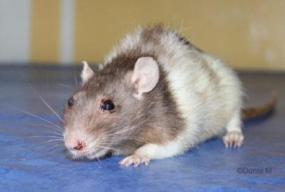 Vieille rate en fin de vie