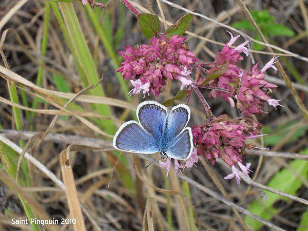 Papillon