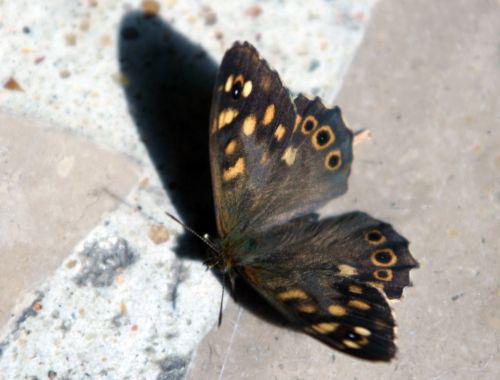 tircis maison 1 juil 2010 005.jpg