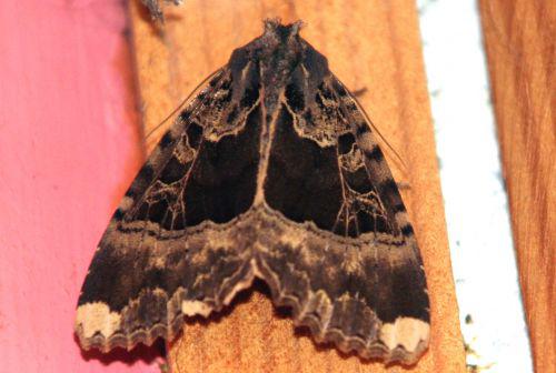 mormo maura 13 juil 001.jpg