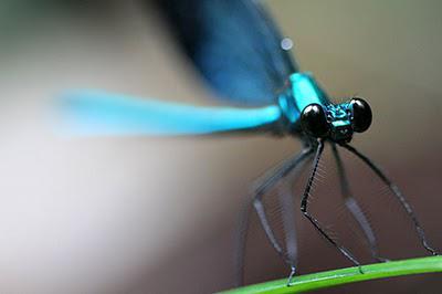 Regard de libellule