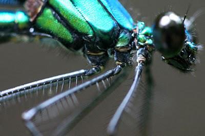 Regard de libellule