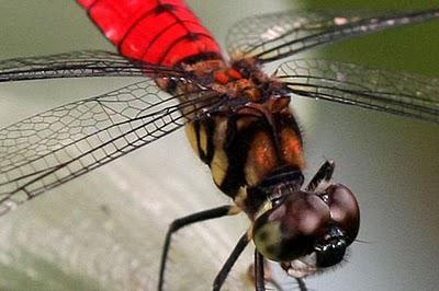 Regard de libellule