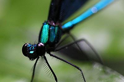 Regard de libellule
