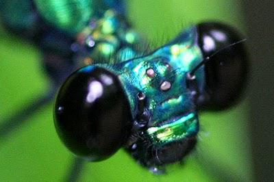 Regard de libellule