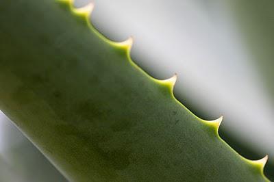 Okinawa le jardin de fleurs