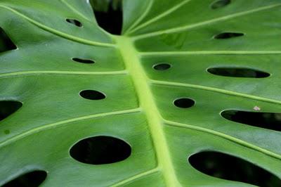 Okinawa le jardin de fleurs