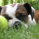 thumbs les chiens et les balles de tennis 007 Les chiens et les balles de tennis (36 photos)