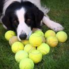 thumbs les chiens et les balles de tennis 010 Les chiens et les balles de tennis (36 photos)