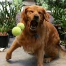 thumbs les chiens et les balles de tennis 014 Les chiens et les balles de tennis (36 photos)
