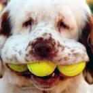 thumbs les chiens et les balles de tennis 019 Les chiens et les balles de tennis (36 photos)