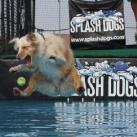thumbs les chiens et les balles de tennis 020 Les chiens et les balles de tennis (36 photos)